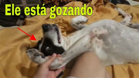 gozando na buceta da cachorra|Negão dotado comendo e gozando na buceta da cachorra